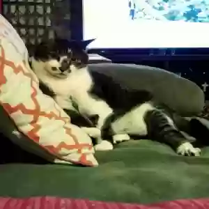 lost female cat coco