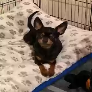 lost female dog hailey