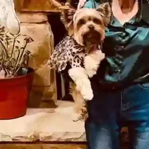 lost female dog izzy mae