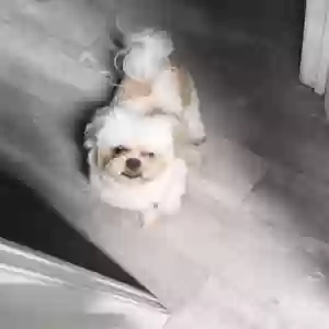 lost male dog ace