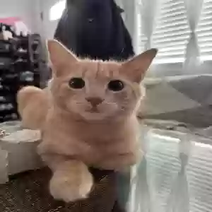 lost male cat pumpkin