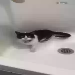 lost male cat timmy