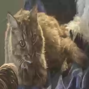 lost female cat tilly