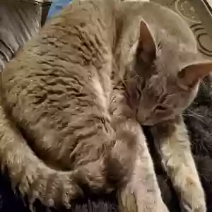 lost male cat trouble