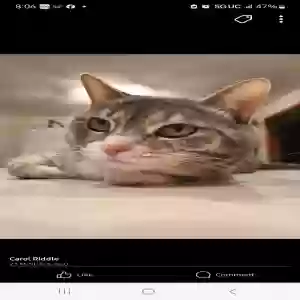 lost female cat josie