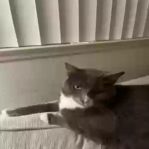 lost female cat kally