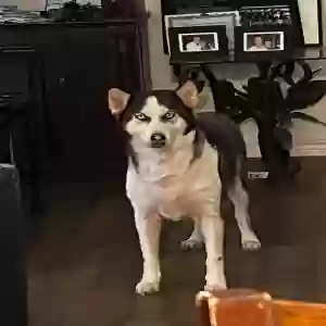 lost female dog maya