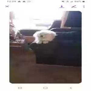 lost male dog walnut