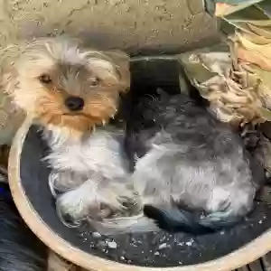 lost male dog artie