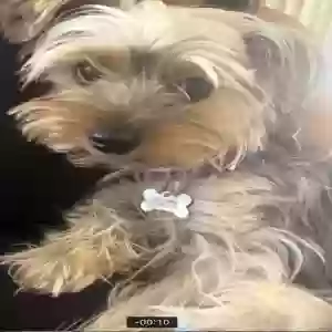 lost female dog lilo