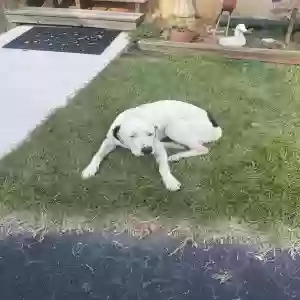 found male dog unknown