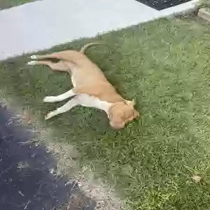 found female dog unknown