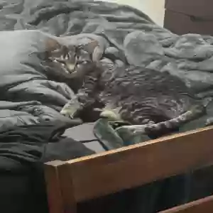 lost female cat lily