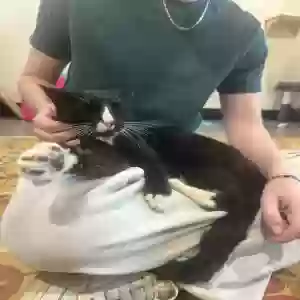 lost male cat luigi