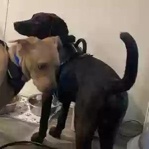 lost male dog max