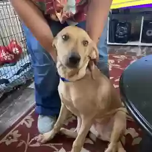 lost male dog milo