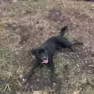 found female dog unknown
