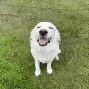 found female dog unknown