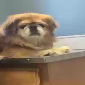 lost male dog ziggy