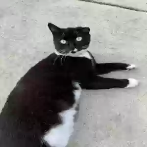 lost female cat falafa