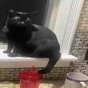 lost male cat fusion