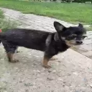 lost female dog frida