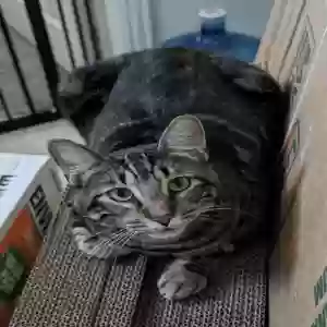 lost male cat simba