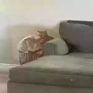 lost male cat oliver