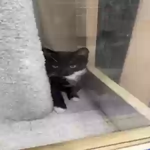 lost male cat catsby