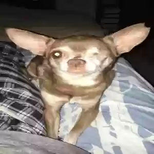 lost female dog bailey