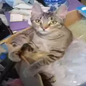 lost female cat boogie