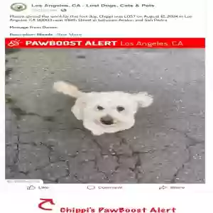 lost male dog chippi