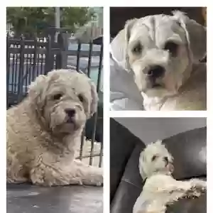 lost male dog peanut
