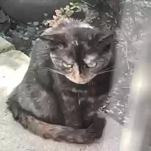 lost female cat gizmo/gizzie