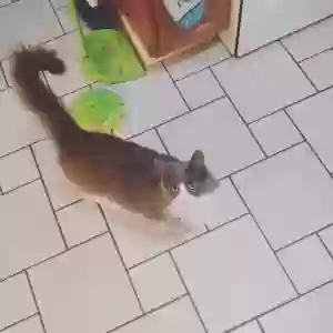 lost male cat ollie