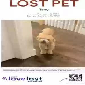 lost male dog tony