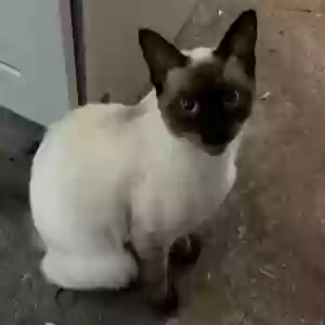 lost male cat toki