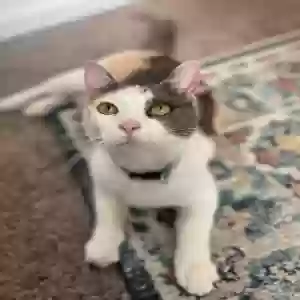 lost female cat tink