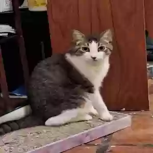 lost male cat lulu