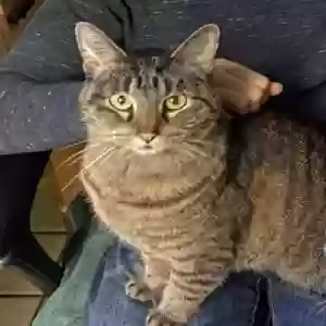 lost female cat callie