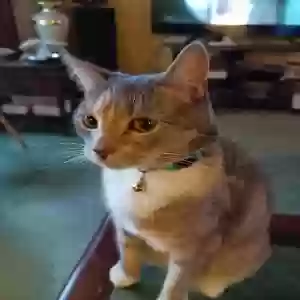 lost female cat opal