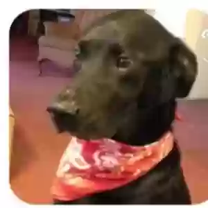 lost male dog dexter