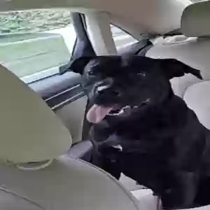 found female dog unknown
