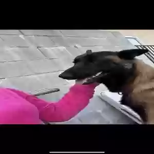 lost female dog kandy