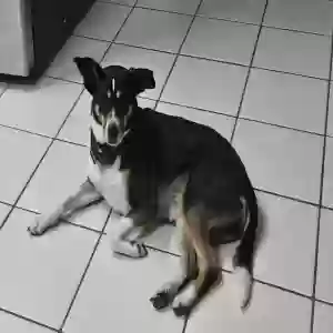 lost female dog unknown