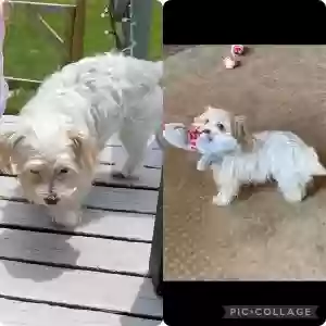 lost female dog molly