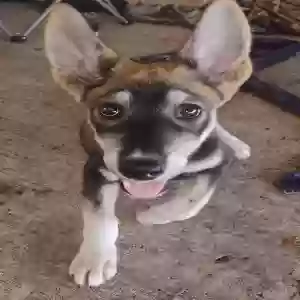lost female dog ci ci