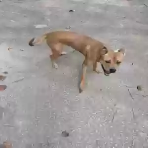 found male dog found pet