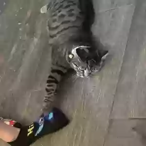 lost male cat unknown