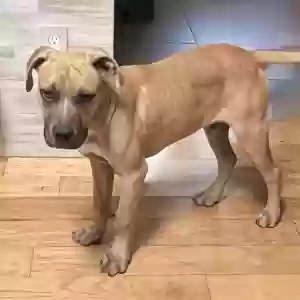 found male dog unknown